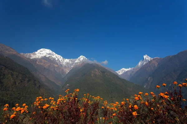 Machhapuchchhre mountain - Fish Tail in English is a mountain in — Stock Photo, Image