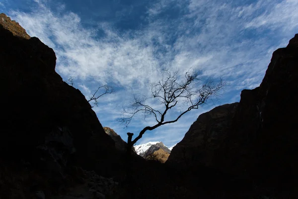 Single tree between mountains in Himalaya Mountains, Nepal — Stock Photo, Image