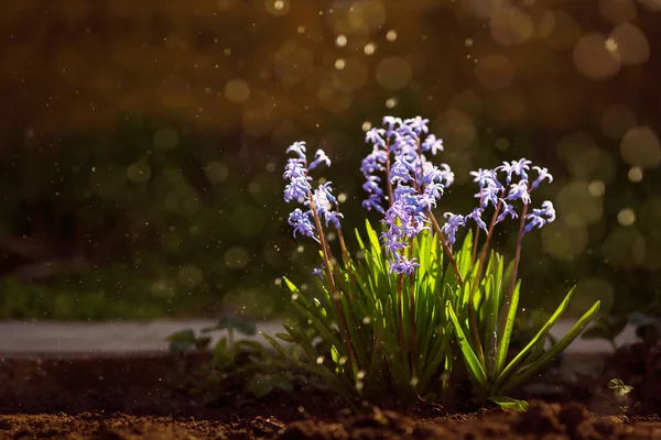 Skupina z krásných barevných hyacinty — Stock fotografie