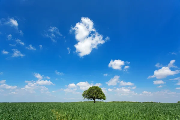 Single tree in a green field with blue sky and white clouds — Stock Photo, Image