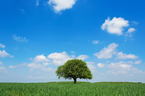 Single tree in a green field with blue sky and white clouds — Stock Photo, Image