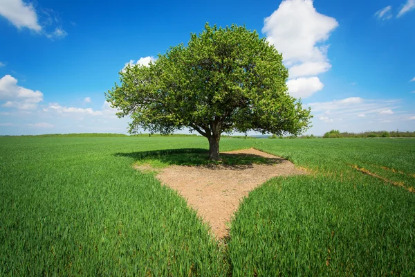 Single tree in a green field with blue sky and white clouds — Stock Photo, Image