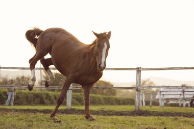 At istikrarlı bir çalışan ve gün batımında joying