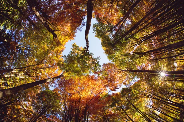 Peisaj de toamnă cu copaci colorați în pădure, vedere de la jos — Fotografie, imagine de stoc