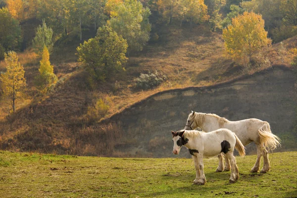 Twee paard op een groene weide met bomen op achtergrond — Stockfoto