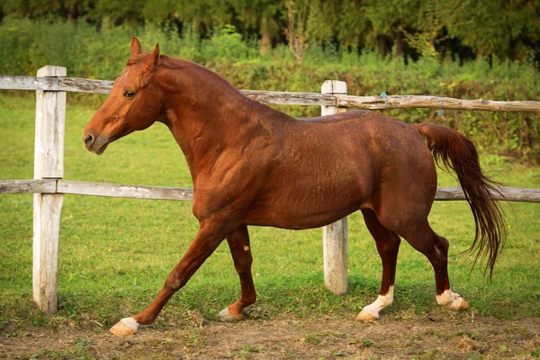 Horse in a stable running and joying at sunset — Stock Photo, Image