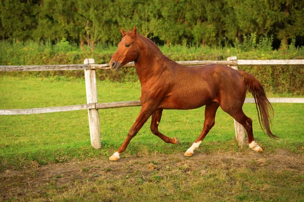 At istikrarlı bir çalışan ve gün batımında joying — Stok fotoğraf