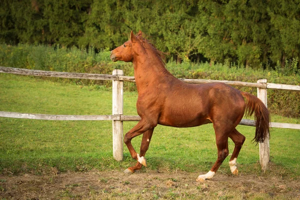 Häst i ett stall kör och joying vid solnedgången — Stockfoto