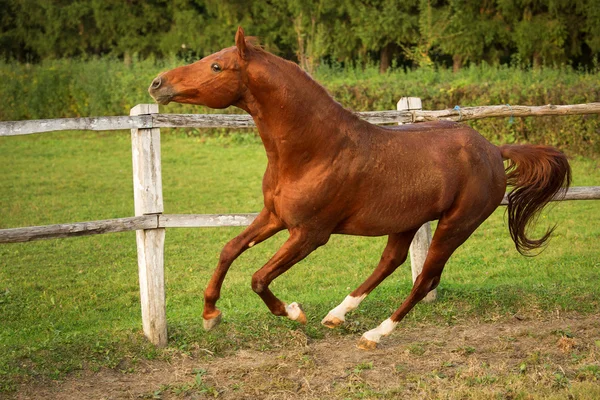 Hest i en stabil løb og glæde ved solnedgang - Stock-foto