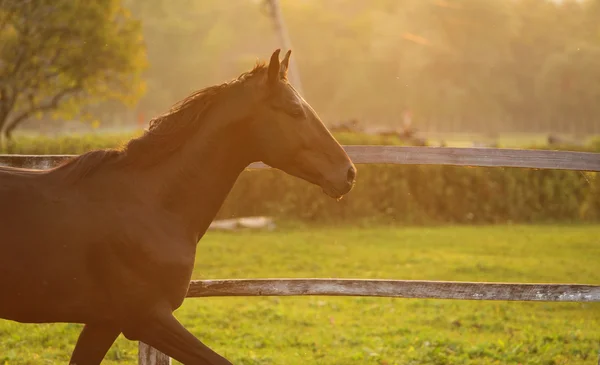 Häst i ett stall kör och joying vid solnedgången — Stockfoto