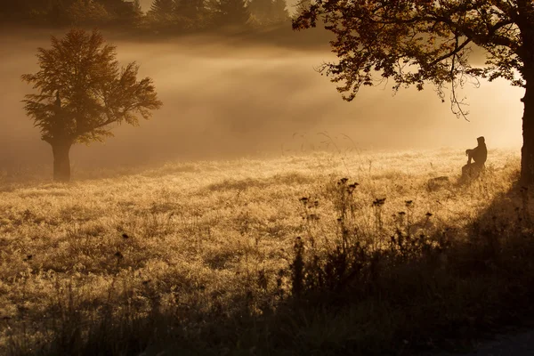 Silhouet van vrouw mediteren in bos in een mistige ochtend — Stockfoto