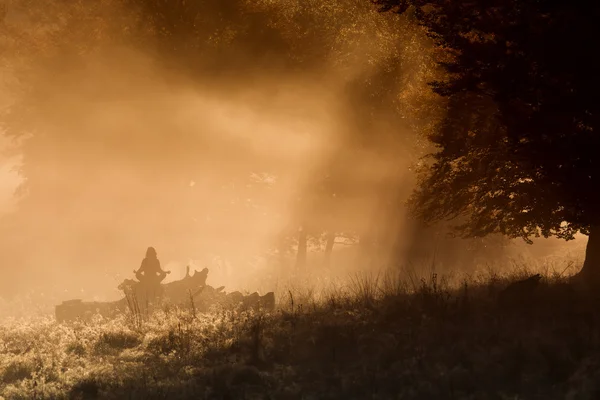 Silhouet van vrouw mediteren in bos in een mistige ochtend — Stockfoto