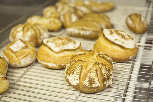 Hausgemachter Brad im modernen Ofen gebacken — Stockfoto