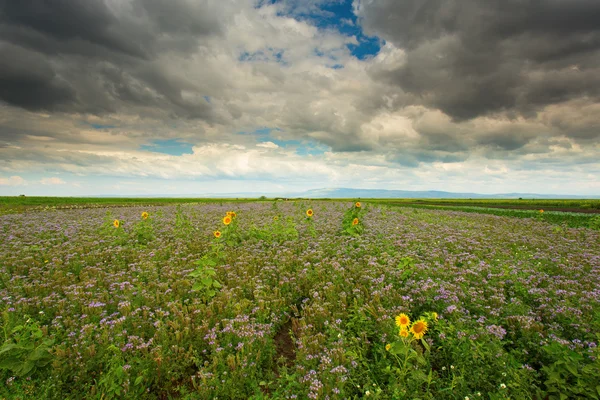 Tournesols et champs de fleurs violettes sous un ciel nuageux — Photo