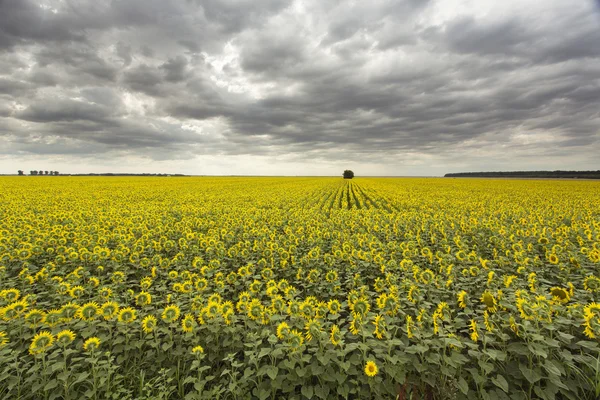 Solros fält med ett träd under molnig himmel — Stockfoto