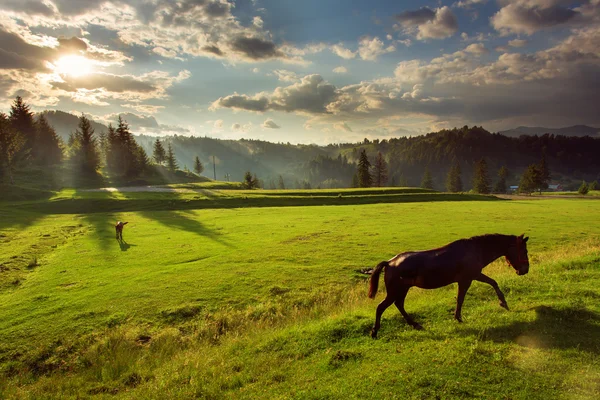 Hästar i skogen vid solnedgången under molnig himmel — Stockfoto