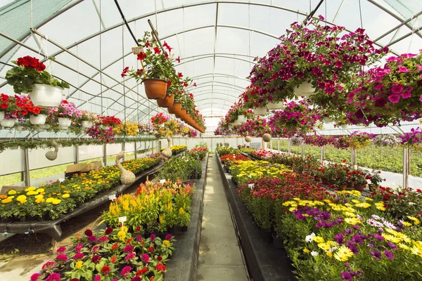 Flores coloridas en invernadero — Foto de Stock