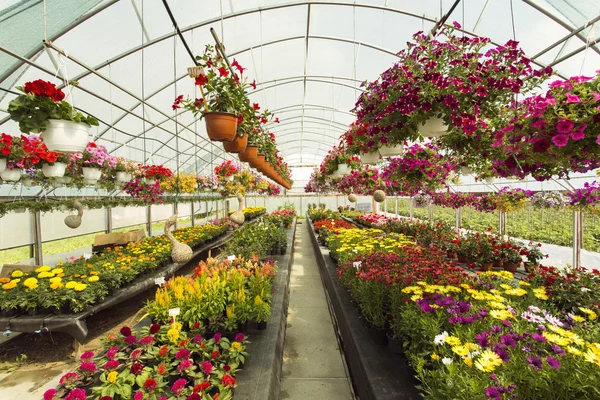 Flores coloridas em estufa — Fotografia de Stock