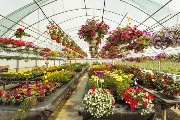 Flores coloridas em estufa — Fotografia de Stock