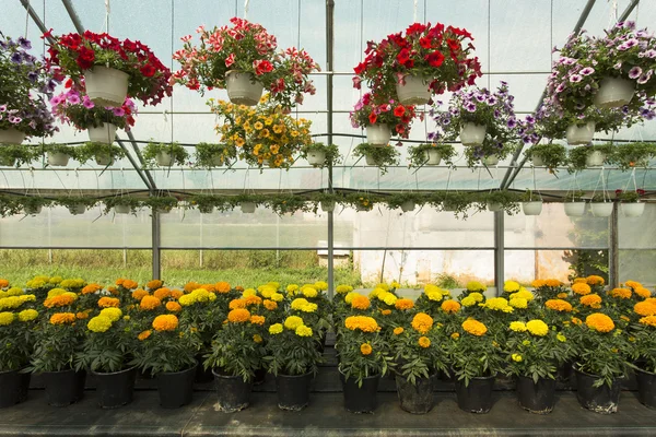 Flores coloridas em estufa — Fotografia de Stock