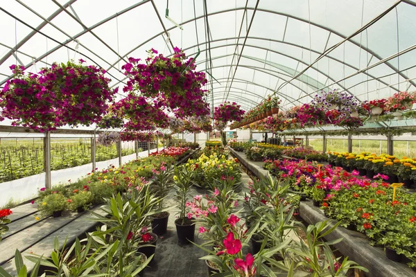 Colorfull Flowers in greenhouse — Stock Photo, Image