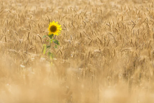 Girasol individual en un campo de trigo —  Fotos de Stock