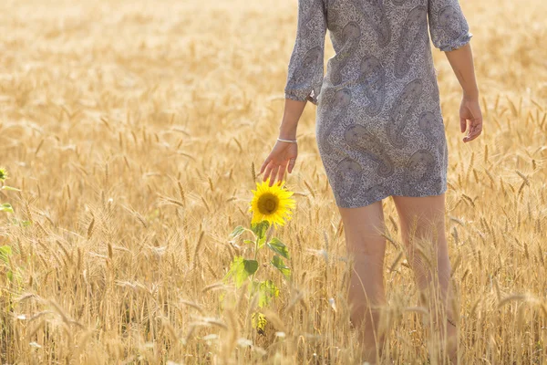 Frau berührt Sonnenblume auf einem Weizenfeld — Stockfoto