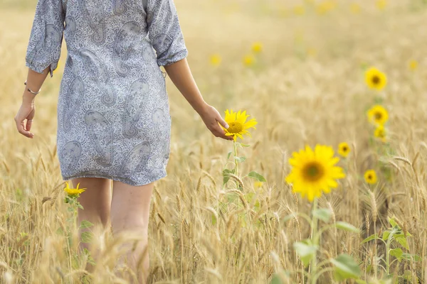 Woman touching sun flower on a field of whea — Stock Photo, Image