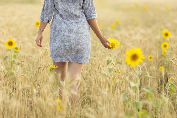 Frau berührt Sonnenblume auf einem Weizenfeld — Stockfoto