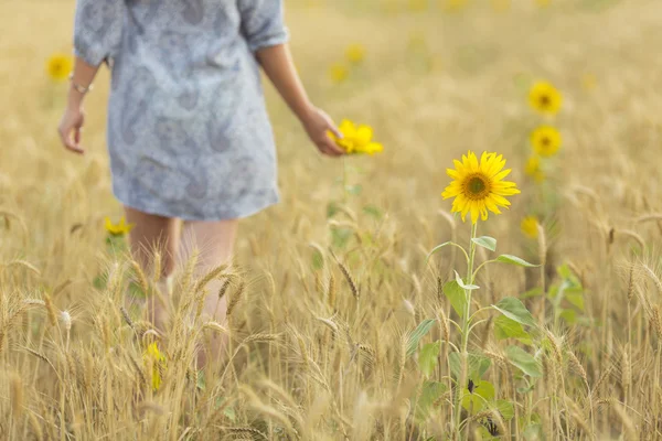 Woman touching sun flower on a field of whea — Stock Photo, Image
