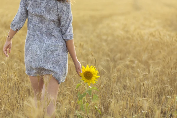 Woman touching sun flower on a field of whea — Stock Photo, Image