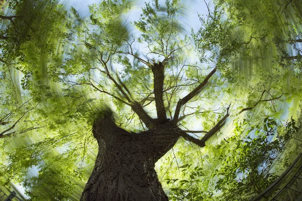 Effet de rotation tournant regardant vers un vieil arbre — Photo