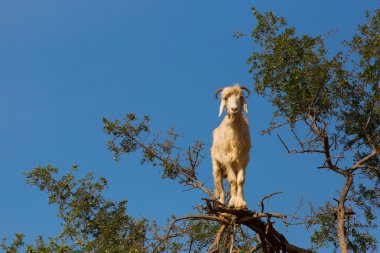 argan ağacı besleme keçi. Marocco