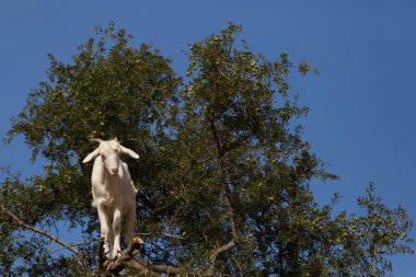 argan ağacı besleme keçi. Marocco