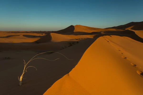 Moroccan desert landscape with blue sky. Dunes background. — Stock Photo, Image