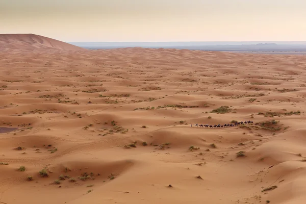 Kameel caravan gaan door de duinen in de Saharawoestijn, — Stok fotoğraf