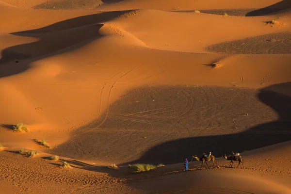 Caravana de camellos del desierto con bereber delante de la caravana —  Fotos de Stock