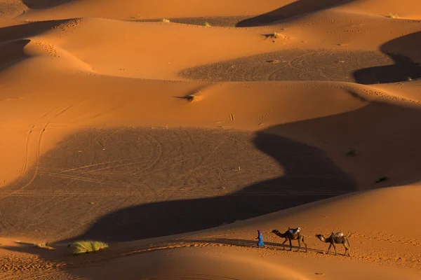 Velbloudí karavana v poušti Sahara — Stock fotografie