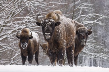 Bisons family in winter day in the sno clipart