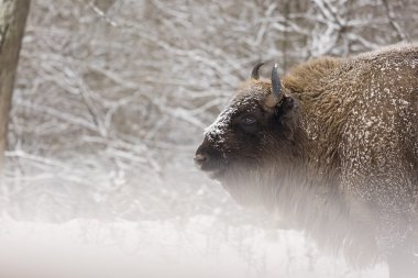 bizon kış günü kar