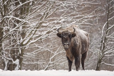 bizon kış günü kar