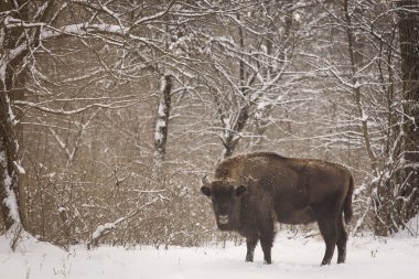 bizon kış günü kar