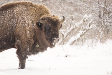 bizon kış günü kar