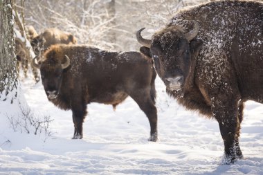 bizon kış günü kar