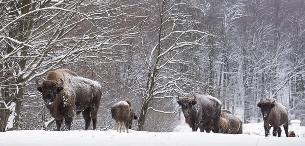 Bison vinterdag i snön — Stockfoto