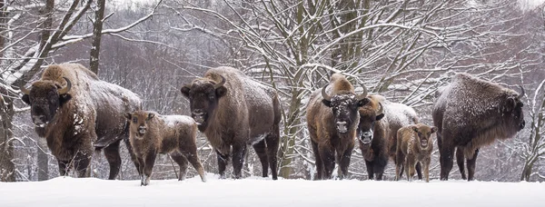 Wisentfamilie am Wintertag im sno — Stockfoto