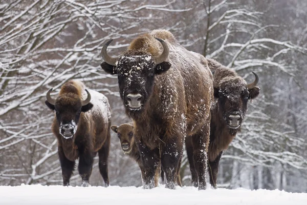 Famille Bisons en journée d'hiver dans la sno — Photo