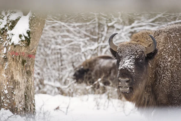 Bison vinterdag i snön — Stockfoto