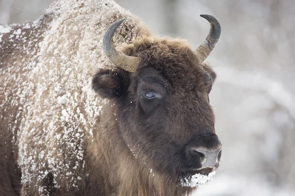 Bisons Wintertag im Schnee — Stockfoto