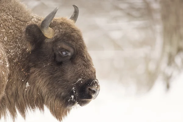 Bison χειμερινή ημέρα στο χιόνι — Φωτογραφία Αρχείου
